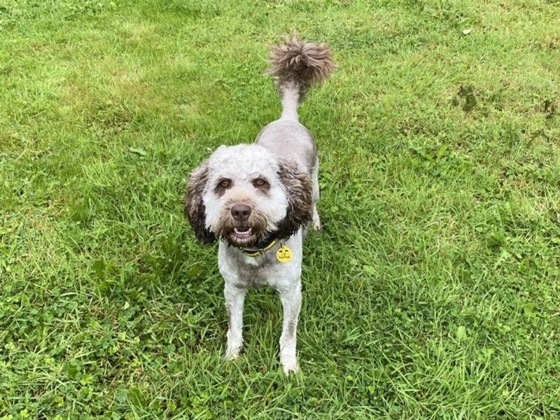 Cocker Spaniel for adoption in , – 1 year old