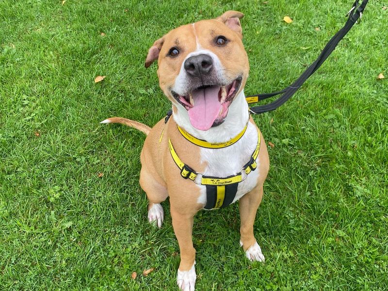 American Bulldog for adoption in Telford, Shropshire – 6 years old - Image 2 of 3