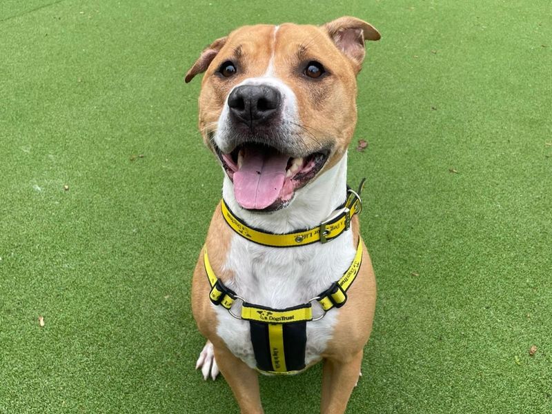Staffordshire Bull Terrier for adoption in Telford, Shropshire – 6 years old