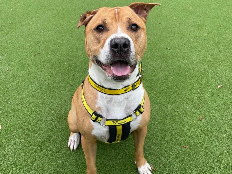 American Bulldog for adoption in Telford, Shropshire – 6 years old - Image 3 of 3