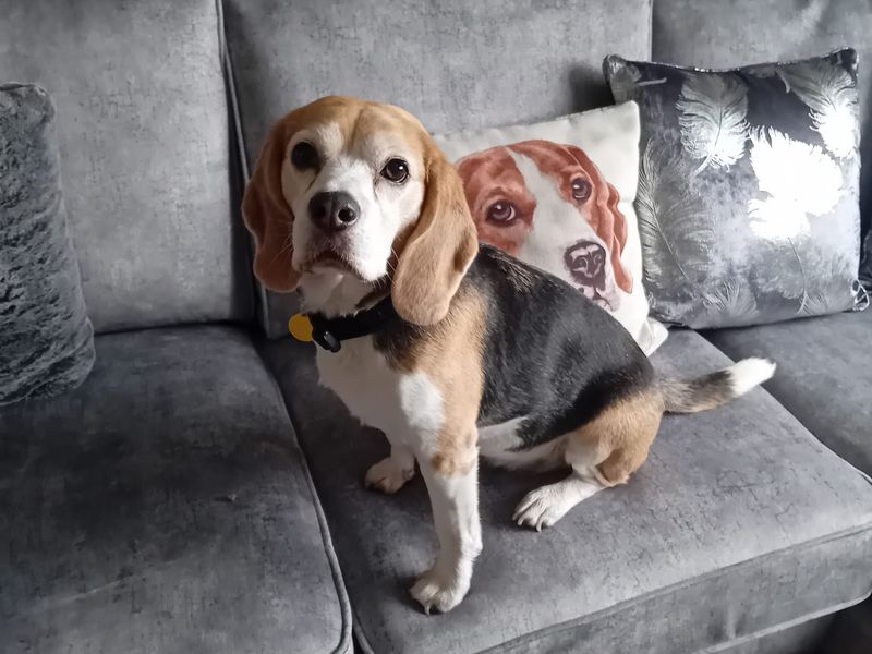 Beagle for adoption in Wymeswold, Leicestershire – 7 years old - Image 2 of 2