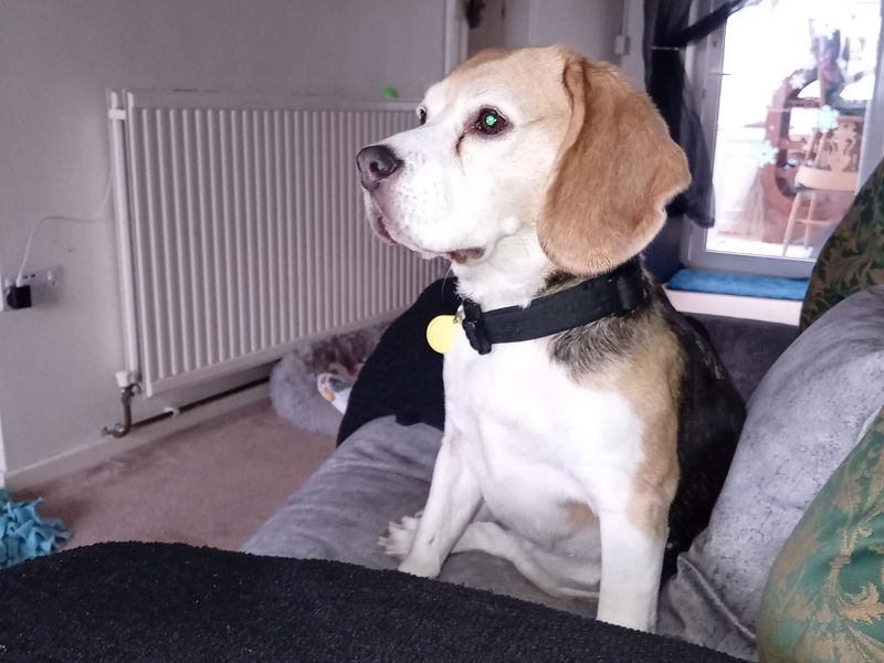 Beagle for adoption in Wymeswold, Leicestershire – 7 years old
