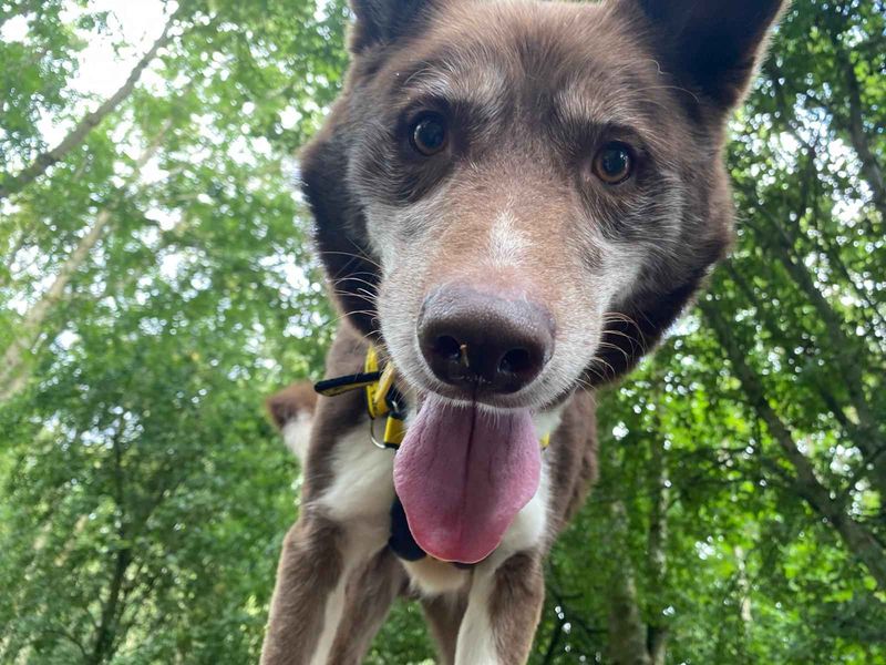 Siberian Husky for adoption in West Calder, West Lothian – 7 years old