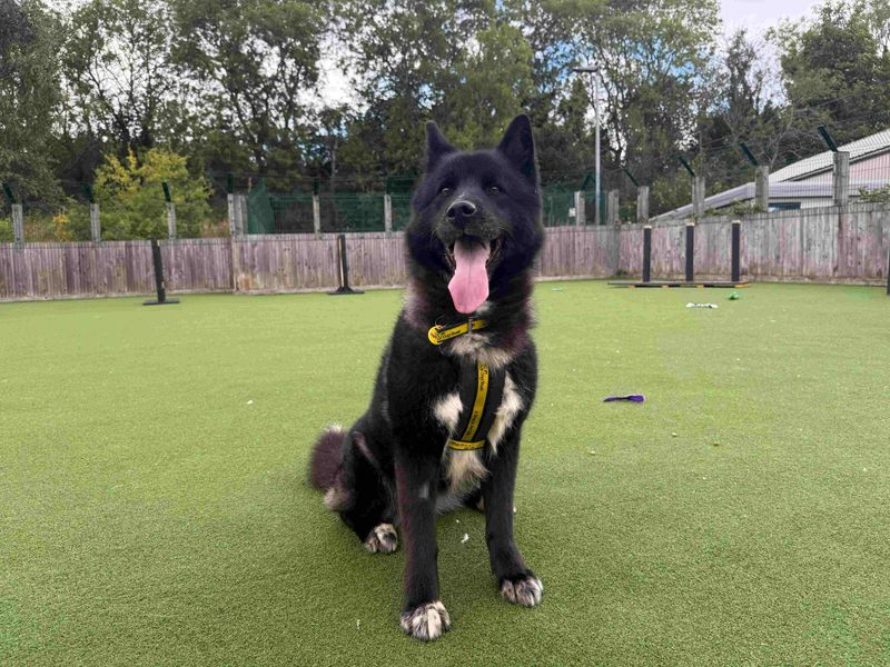 Poppy | Retriever (Labrador) Cross | Glasgow - 1
