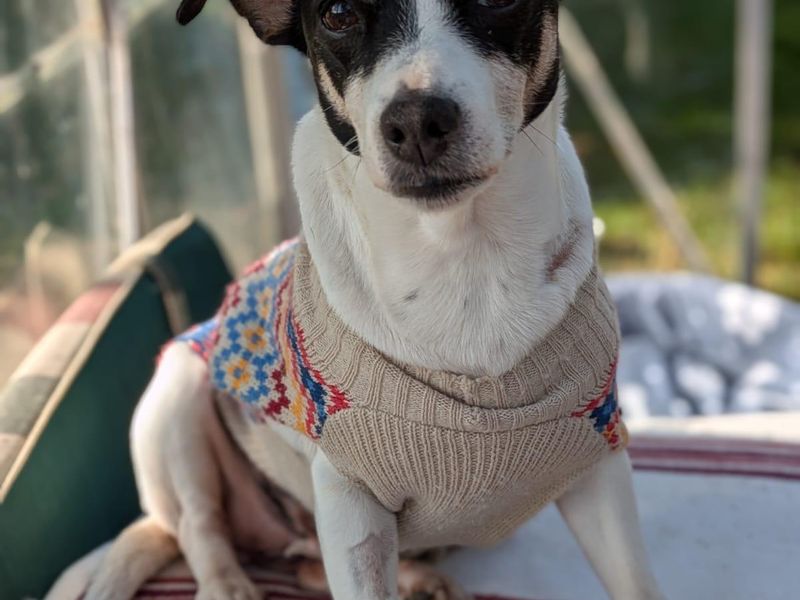 Jack Russell Terrier for adoption in Snetterton, Norfolk – 11 years old