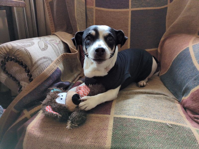 Jack Russell Terrier for adoption in Snetterton, Norfolk – 11 years old - Image 2 of 2