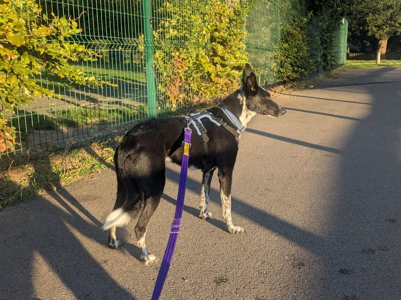 Border Collie for adoption in Uxbridge, London – 8 years old - Image 3 of 3