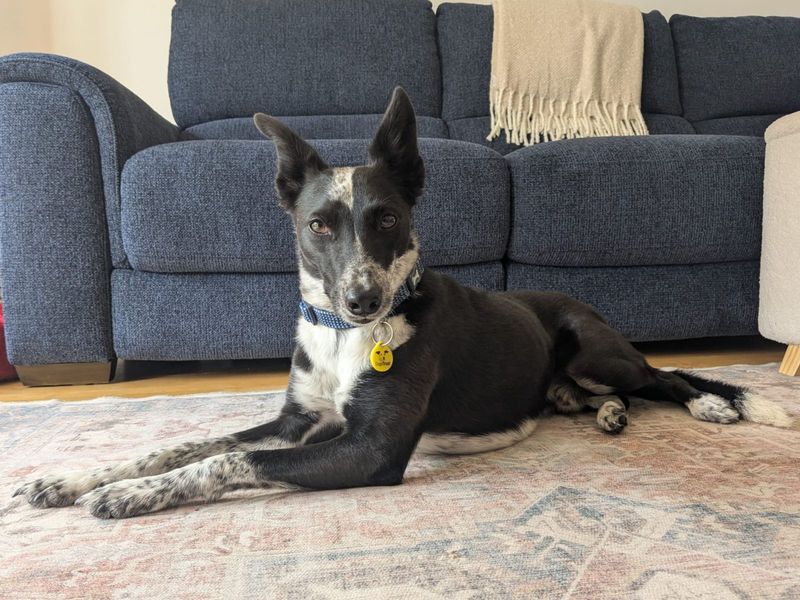 Border Collie for adoption in Uxbridge, London – 8 years old