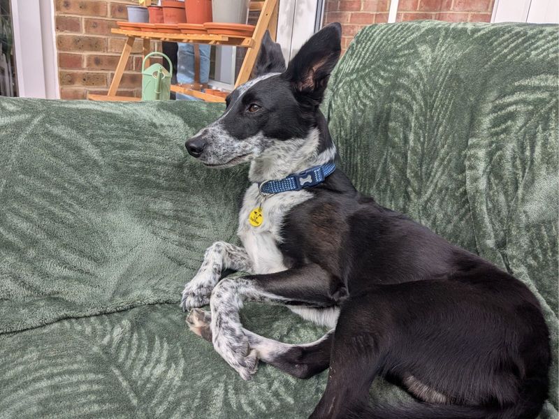 Border Collie for adoption in Uxbridge, London – 8 years old - Image 2 of 3