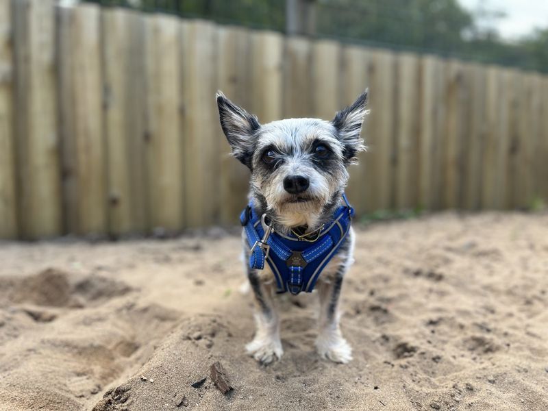 Yorkshire Terrier for adoption in Ilfracombe, North Devon – 5 years old - Image 2 of 5