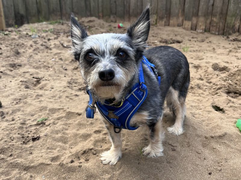 Yorkshire Terrier for adoption in Ilfracombe, North Devon – 5 years old - Image 3 of 5