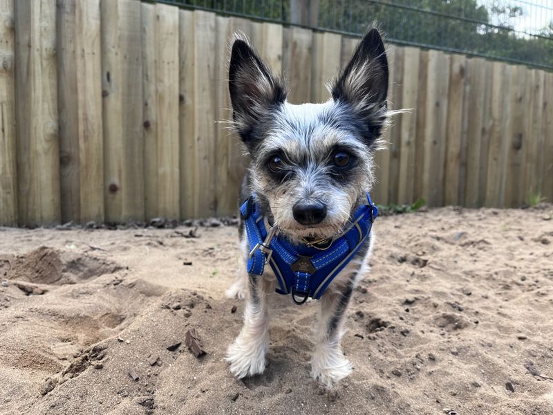 Tyler | Terrier (Yorkshire) Cross | Ilfracombe - 1