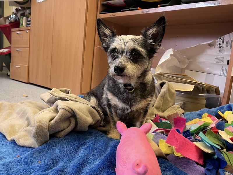 Yorkshire Terrier for adoption in Ilfracombe, North Devon – 5 years old - Image 5 of 5