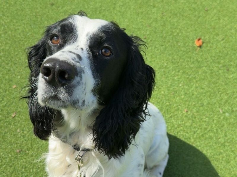 Cocker Spaniel for adoption in Wymeswold, Leicestershire – 4 years old