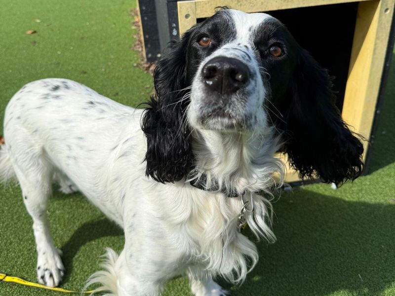 Springer Spaniel for adoption in Wymeswold, Leicestershire – 4 years old - Image 2 of 2