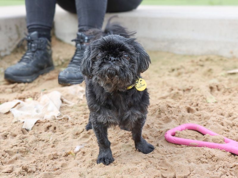 Shih Tzu for adoption in Evesham, Worcestershire – 10 years old - Image 4 of 6