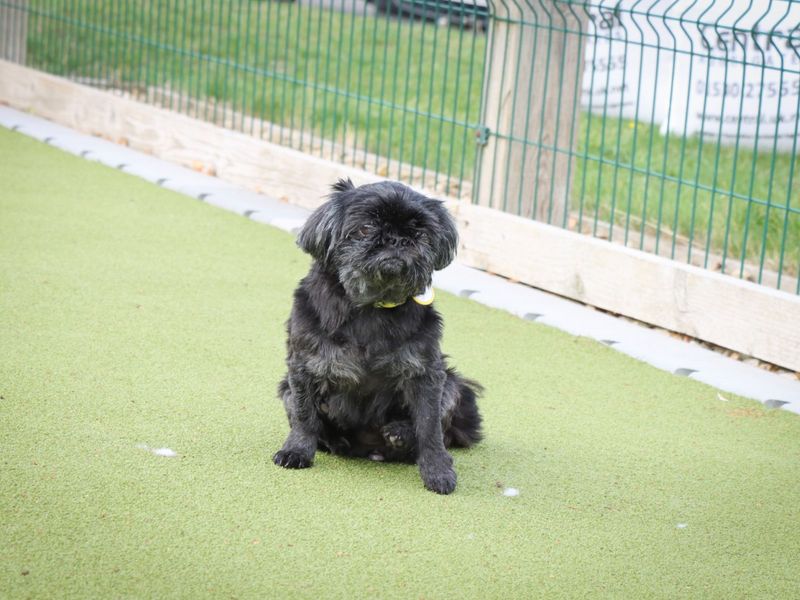Shih Tzu for adoption in Evesham, Worcestershire – 10 years old - Image 6 of 6