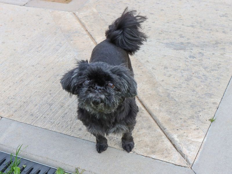 Shih Tzu for adoption in Evesham, Worcestershire – 10 years old