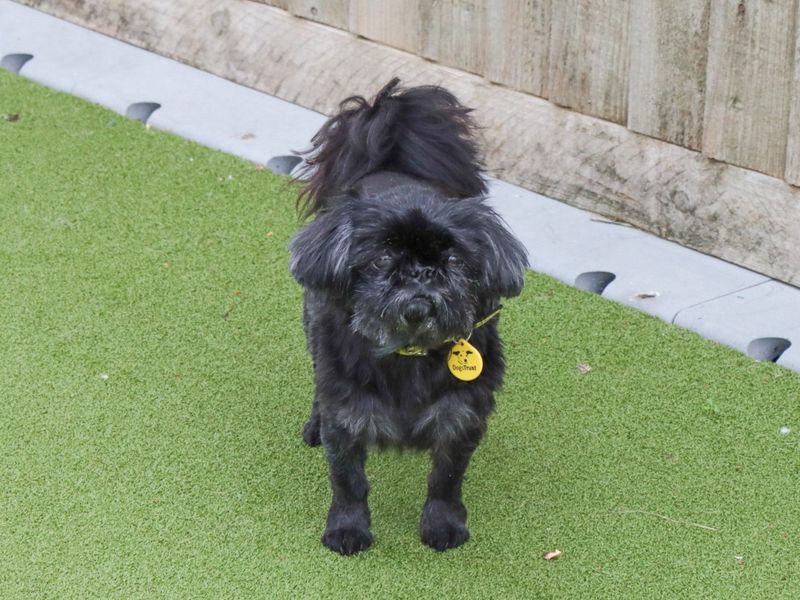 Shih Tzu for adoption in Evesham, Worcestershire – 10 years old - Image 5 of 6