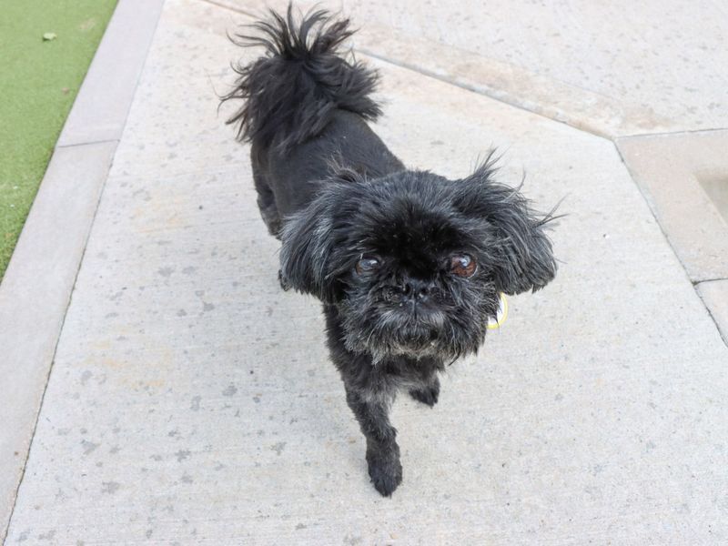 Shih Tzu for adoption in Evesham, Worcestershire – 10 years old - Image 3 of 6