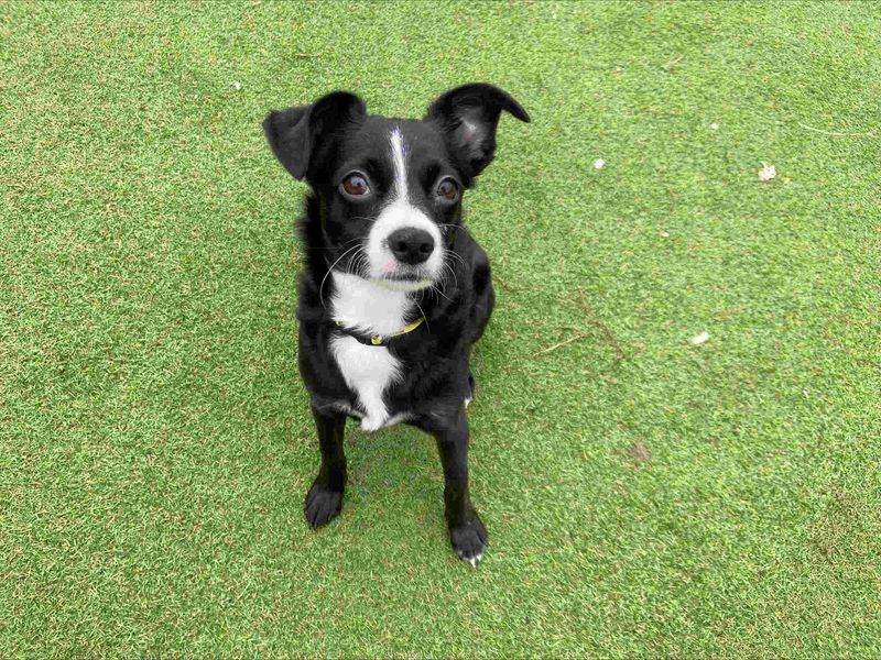 Staffordshire Bull Terrier for adoption in Wymeswold, Leicestershire – 1 year old - Image 4 of 4