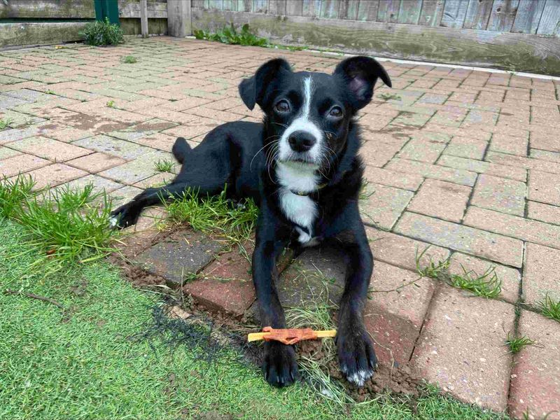 Staffordshire Bull Terrier for adoption in Wymeswold, Leicestershire – 1 year old
