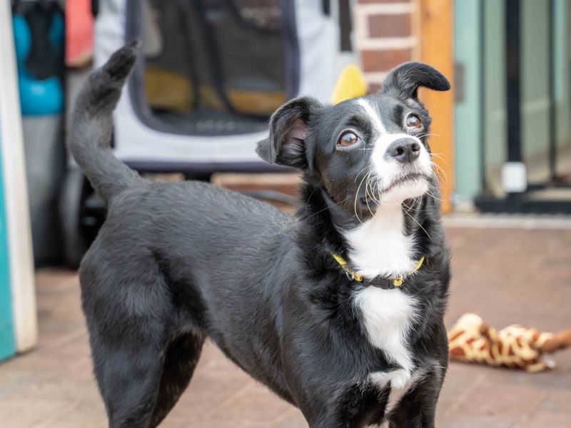Cookie | Terrier (Boston) Cross | Loughborough - 1