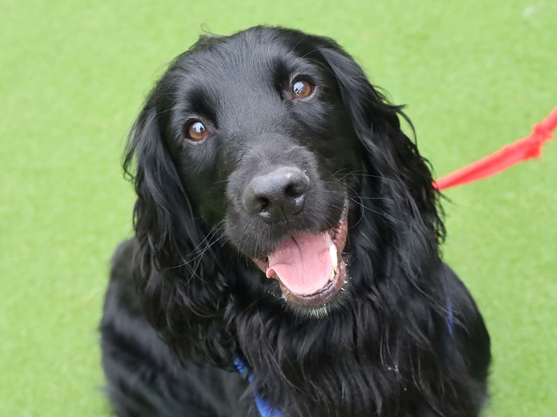 Cocker Spaniel for adoption in Leeds, Yorkshire – 5 years old - Image 3 of 4