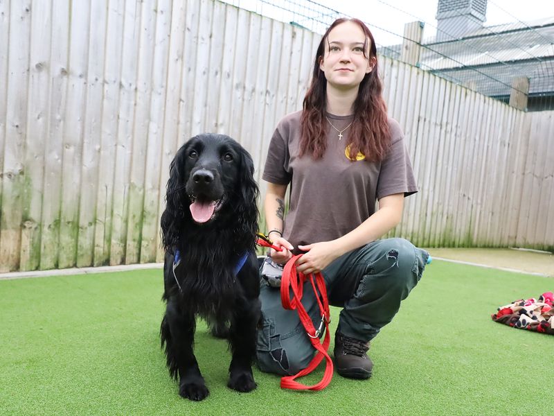 Cocker Spaniel for adoption in Leeds, Yorkshire – 5 years old - Image 2 of 4