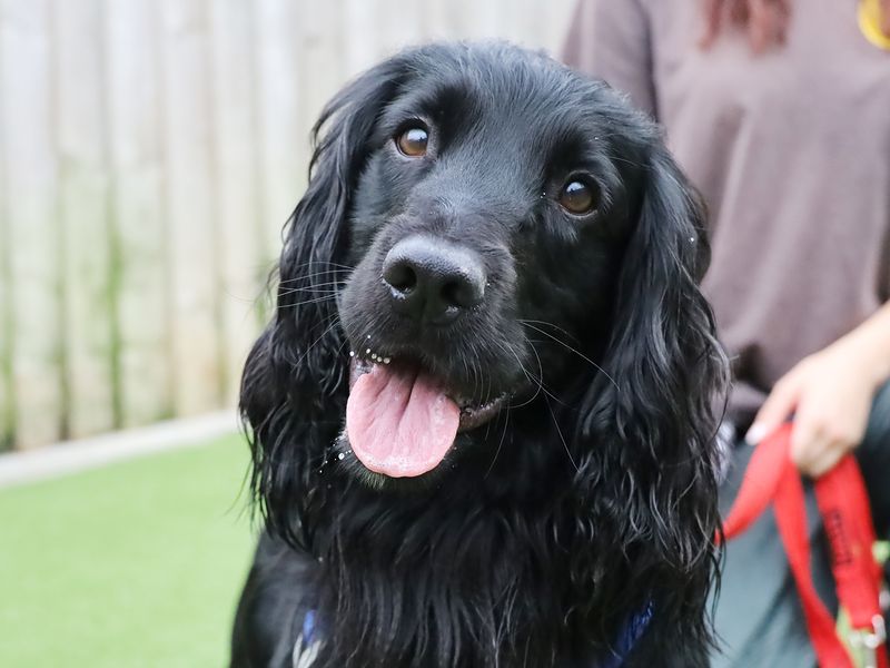 Cocker Spaniel for adoption in Leeds, Yorkshire – 5 years old