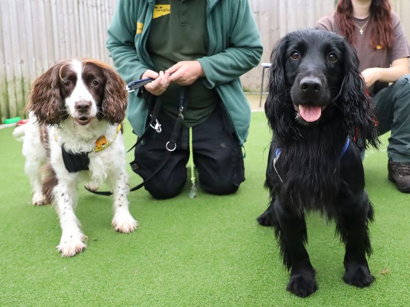 Cocker Spaniel for adoption in Leeds, Yorkshire – 5 years old - Image 4 of 4