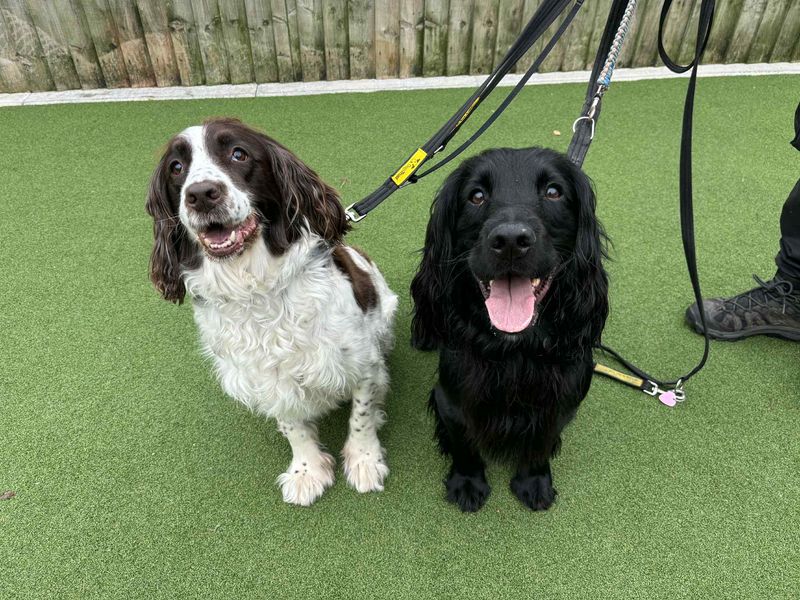 Springer Spaniel for adoption in Leeds, Yorkshire – 12 years old