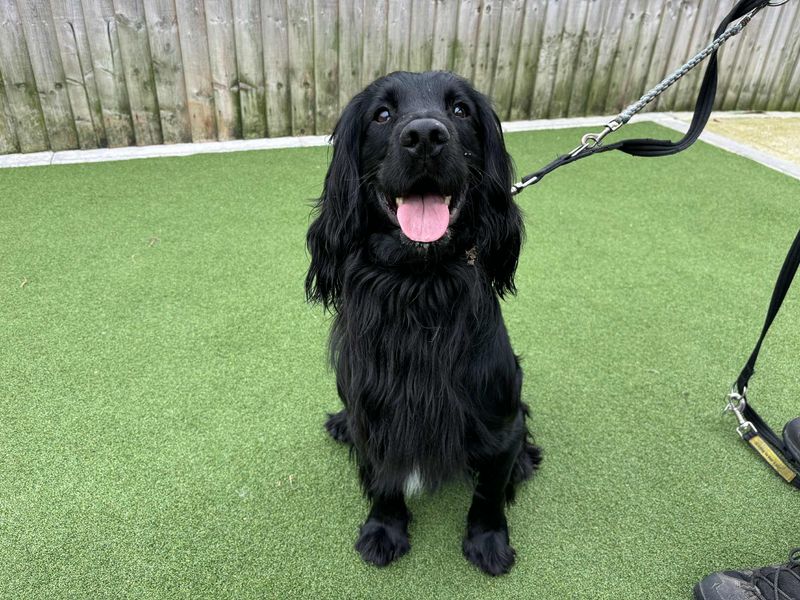 Springer Spaniel for adoption in Leeds, Yorkshire – 12 years old - Image 2 of 3