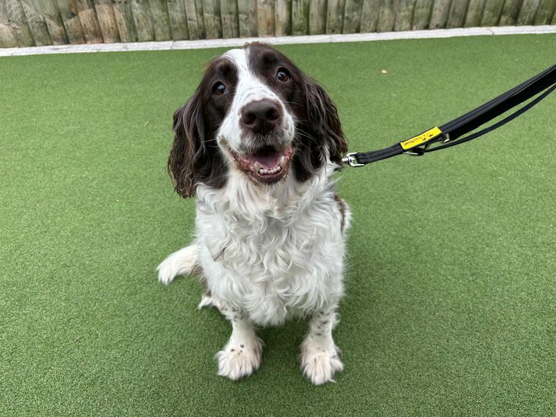 Springer Spaniel for adoption in Leeds, Yorkshire – 12 years old - Image 3 of 3
