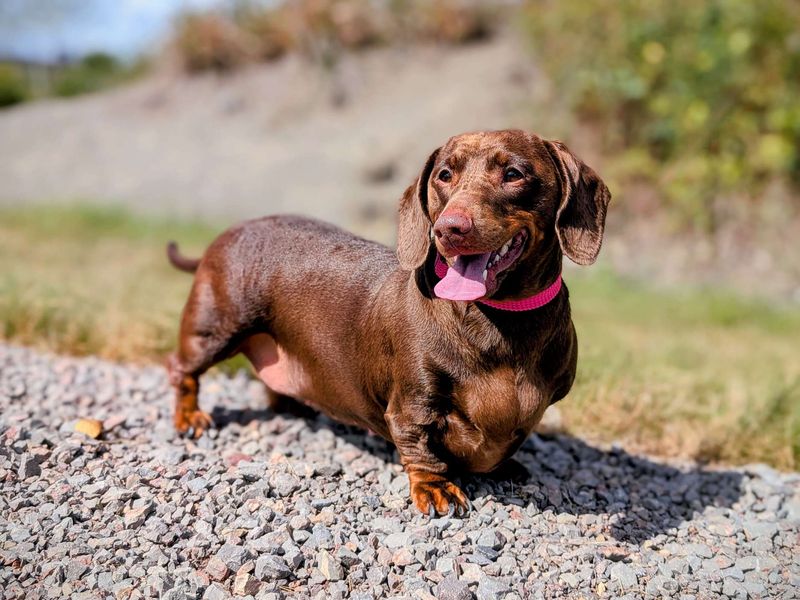 Dachshund for adoption in Cardiff, Glamorgan – 4 years old