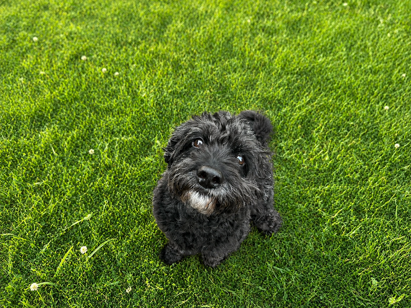 undefined | Spaniel (Cocker) Cross | undefined - 2