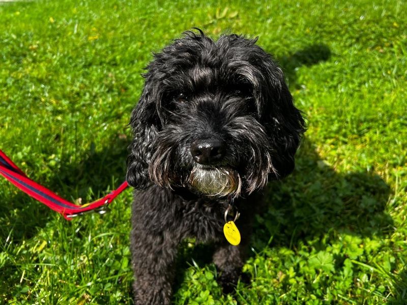 Molly | Spaniel (Cocker) Cross | Ilfracombe - 4