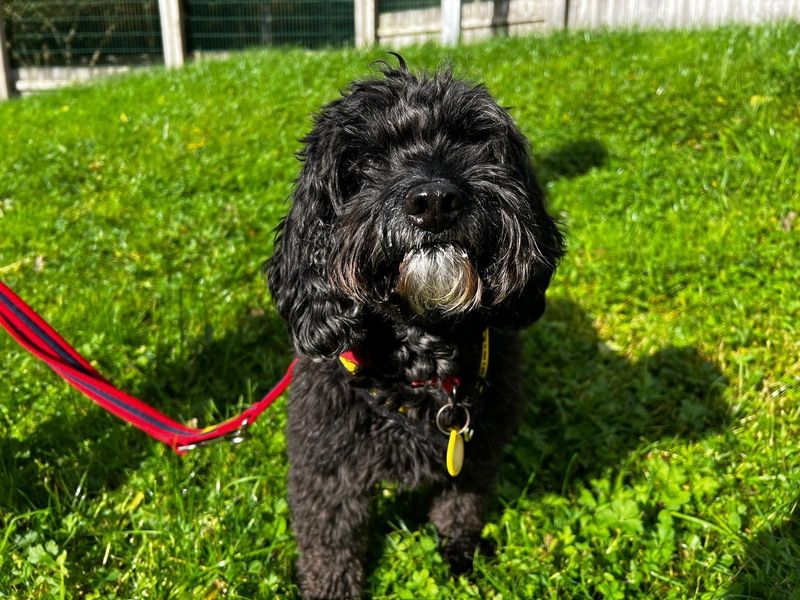 Molly | Spaniel (Cocker) Cross | Ilfracombe - 5