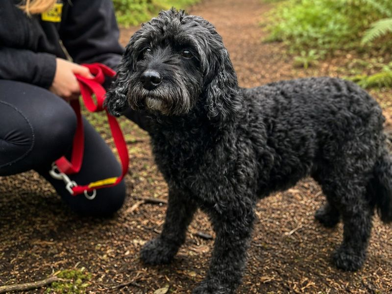 Molly | Spaniel (Cocker) Cross | Ilfracombe - 2