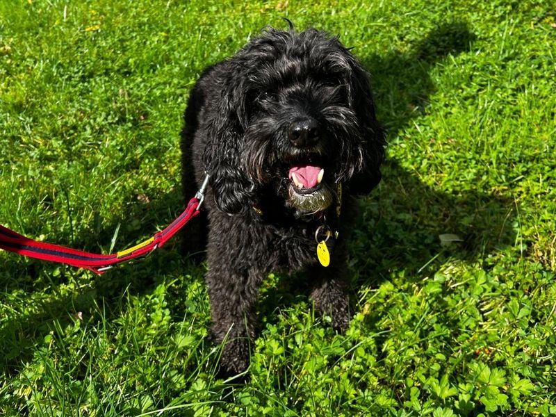 Molly | Spaniel (Cocker) Cross | Ilfracombe - 3