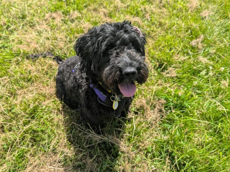 undefined | Spaniel (Cocker) Cross | undefined - 3