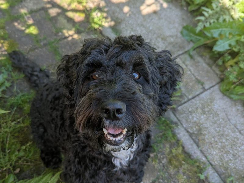 Pippin
