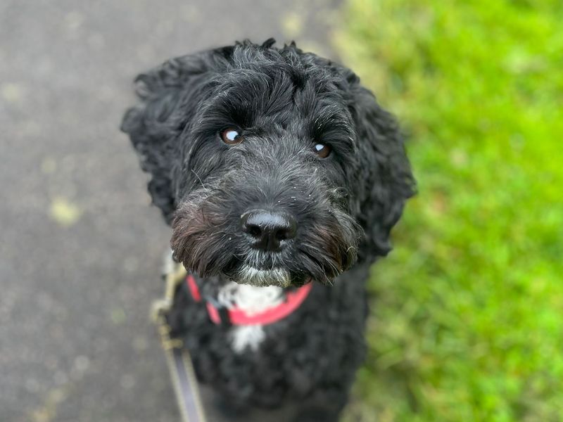 undefined | Spaniel (Cocker) Cross | undefined - 2