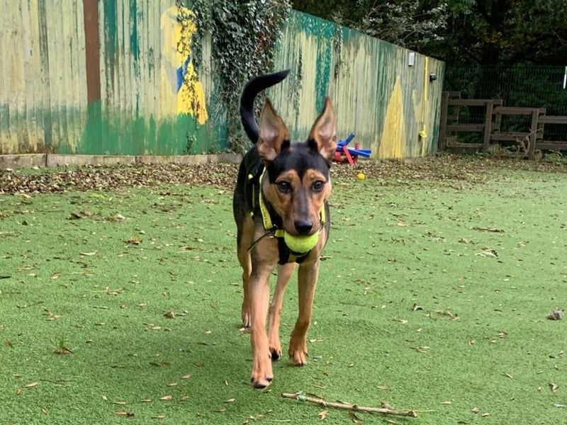 Border Collie for adoption in Ilfracombe, North Devon – 7 months old - Image 5 of 5