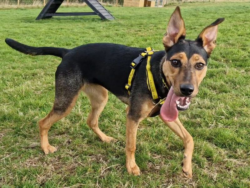 German Shepherd for adoption in Ilfracombe, North Devon – 6 months old
