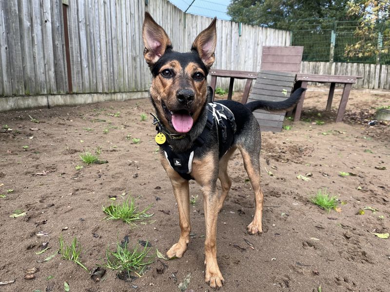 Border Collie for adoption in Ilfracombe, North Devon – 7 months old - Image 3 of 5