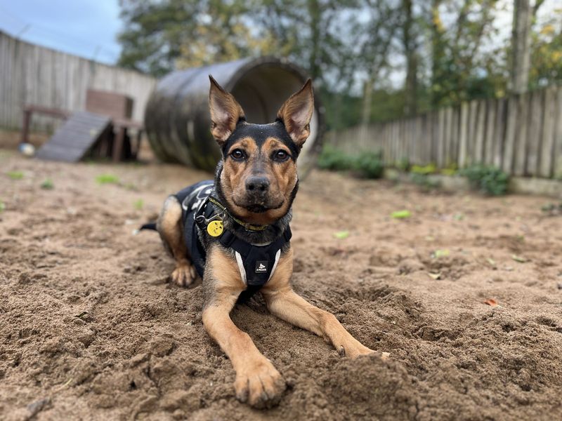 Border Collie for adoption in Ilfracombe, North Devon – 7 months old