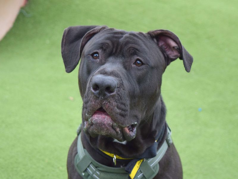 Cane Corso for adoption in Uxbridge, London – 1 year old - Image 2 of 3