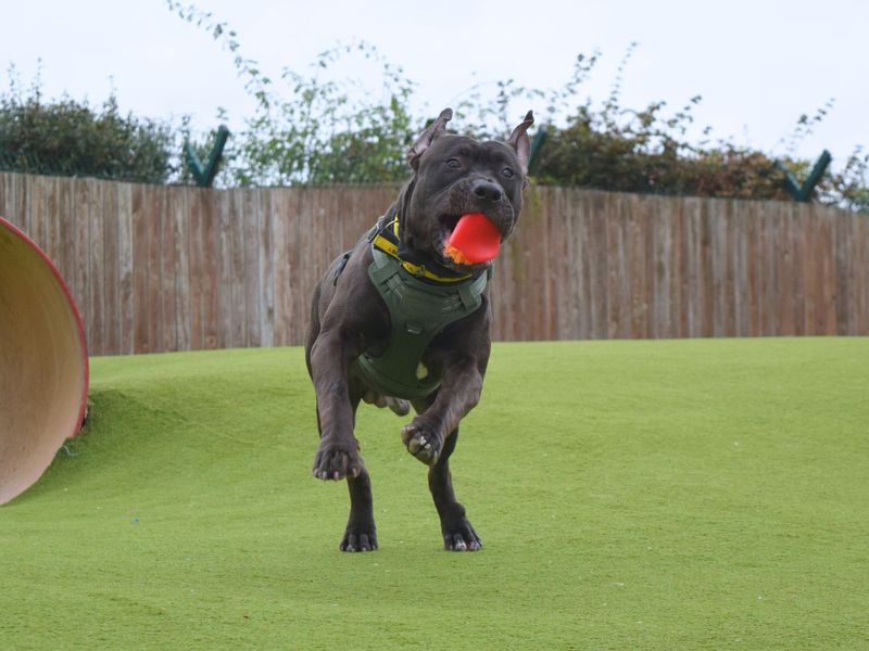 Cane Corso for adoption in Uxbridge, London – 1 year old - Image 3 of 3
