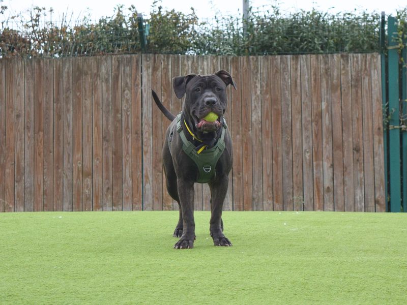 Cane Corso for adoption in Uxbridge, London – 1 year old